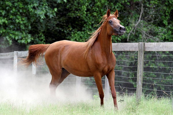 Maysa Dance  ( Calypso Dance x Maisamm )
