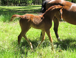 Heritage C Progeny