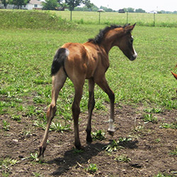 Heritage C Progeny